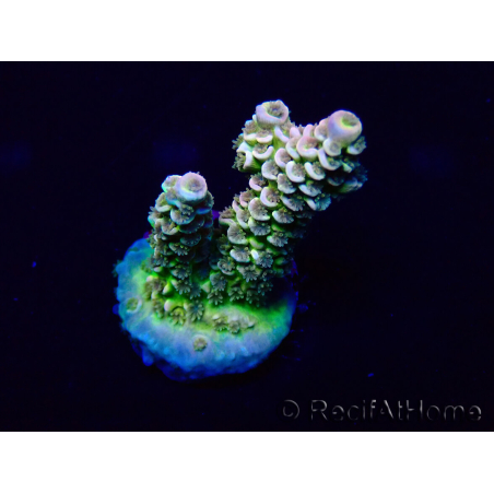 WYSIWYG Acropora Marikultur akklimatisiert LED