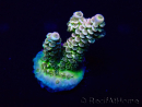 WYSIWYG Acropora Marikultur akklimatisiert LED