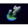 WYSIWYG Acropora tenuis Mariculture acclimaté led