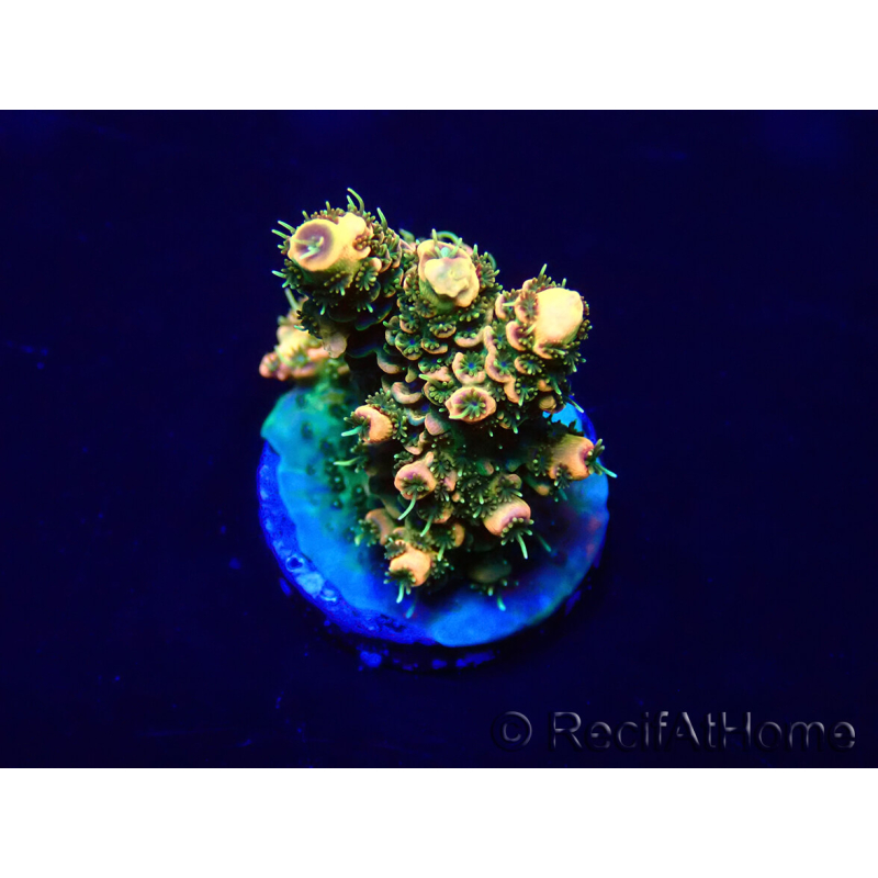 WYSIWYG Acropora hyacinthus 15N8 Mariculture acclimaté led