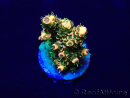 WYSIWYG Acropora Australia acclimatata a led