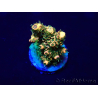 WYSIWYG Acropora hyacinthus 15N8 Mariculture acclimaté led