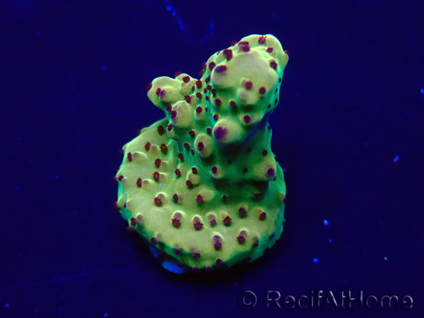 WYSIWYG Acropora granulosa 15N12 Mariculture acclimaté led