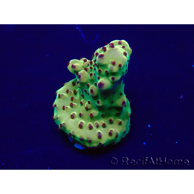 WYSIWYG Acropora Mariculture acclimated LED