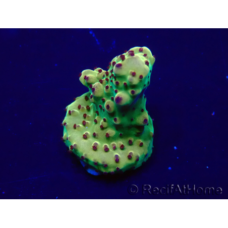 WYSIWYG Acropora Maricoltura acclimatata a LED