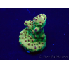 WYSIWYG Acropora Maricultura aclimatada LED