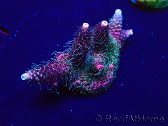 WYSIWYG Acropora millepora15O1 Mariculture Acclimaté led