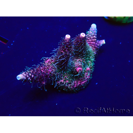 WYSIWYG Acropora Maricultura Aclimatada led