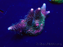WYSIWYG Acropora Mariculture Acclimaté led