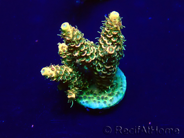 WYSIWYG Acropora Australie Acclimaté led