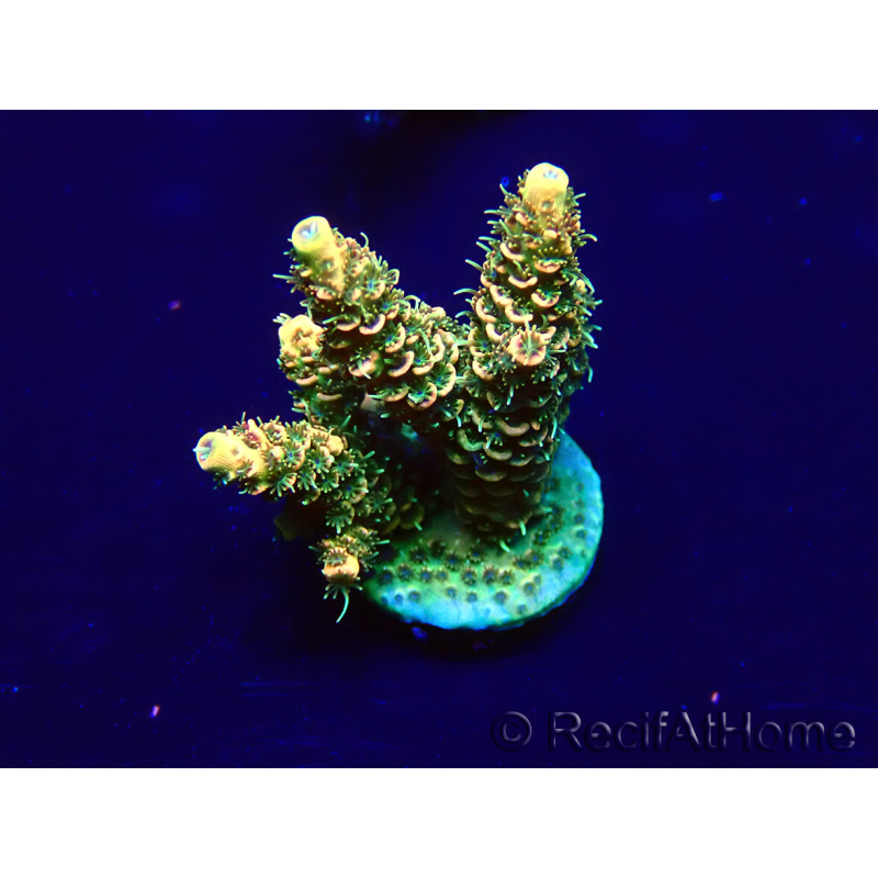 WYSIWYG Acropora Australie Acclimaté led
