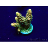 WYSIWYG Acropora Australie Acclimaté led