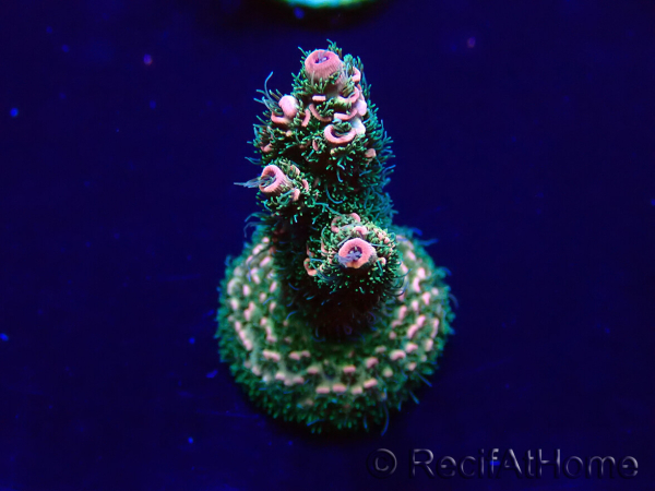 WYSIWYG Acropora millepora Mariculture Acclimaté led