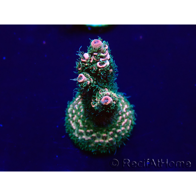 WYSIWYG Acropora millepora 15O3 Mariculture Acclimaté led