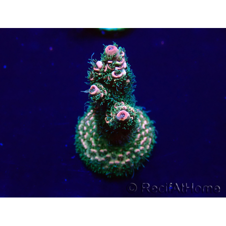 WYSIWYG Acropora millepora Maricultura Aclimatado LED