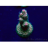 WYSIWYG Acropora millepora Maricultura Aclimatado LED