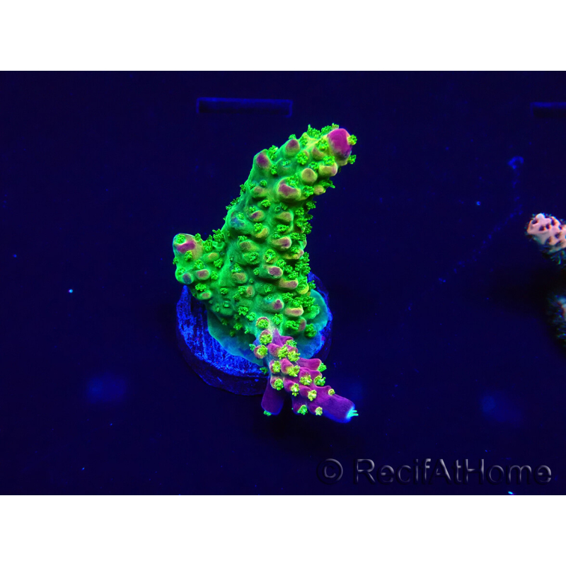 WYSIWYG Acropora akklimatisiert LED
