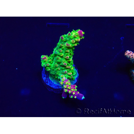 WYSIWYG Acropora 15O4 Mariculture Acclimaté led