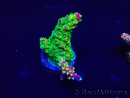 WYSIWYG Acropora 15O4 Mariculture Acclimaté led