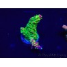 WYSIWYG Acropora 15O4 Mariculture Acclimaté led