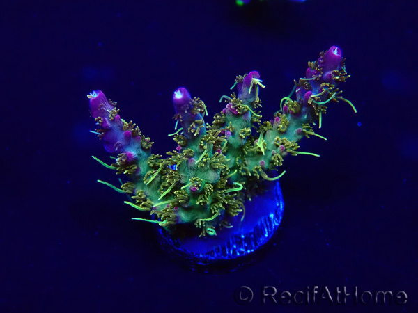 WYSIWYG Acropora akklimatisiert LED