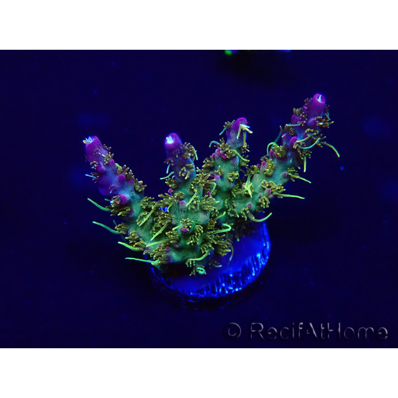 WYSIWYG Acropora akklimatisiert LED