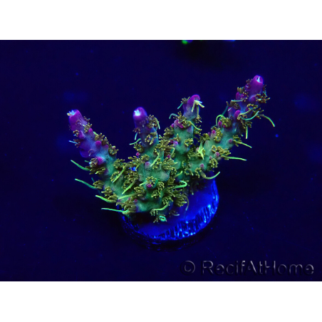 WYSIWYG Acropora 15O8 Mariculture Acclimaté led