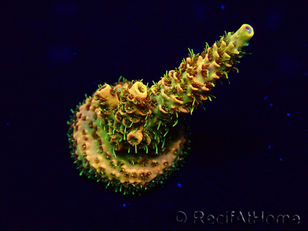 WYSIWYG Acropora Marikultur akklimatisiert LED