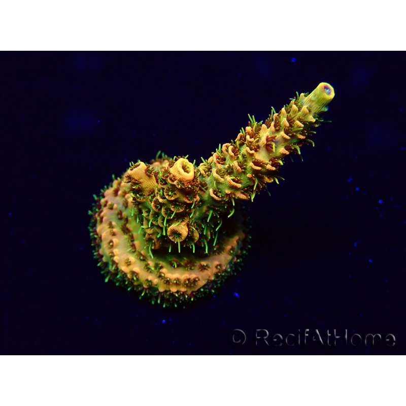 WYSIWYG Acropora Mariculture Acclimaté led