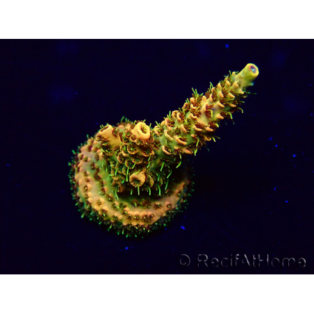 WYSIWYG Acropora Mariculture Acclimated LED