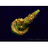 WYSIWYG Acropora Mariculture Acclimated LED