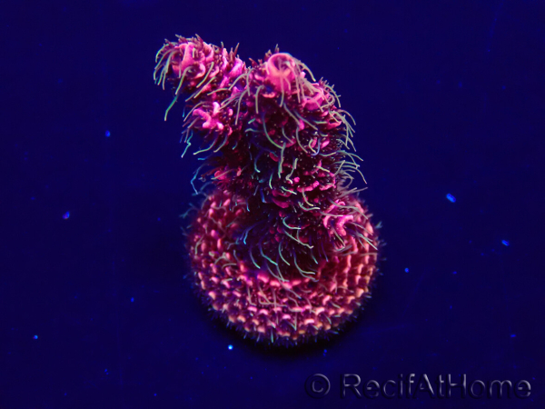 WYSIWYG Acropora Australia Aclimatado led