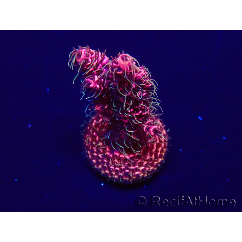 WYSIWYG Acropora millepora 15O10 Mariculture Acclimaté led