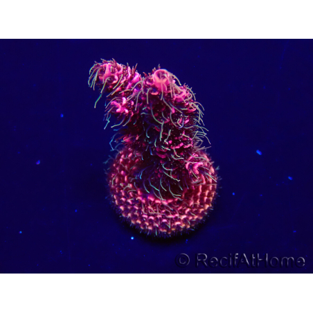 WYSIWYG Acropora Mariculture Acclimated LED
