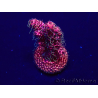 WYSIWYG Acropora Mariculture Acclimaté led