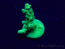 WYSIWYG Acropora Maricoltura acclimatata a LED