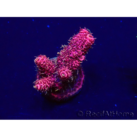 WYSIWYG Acropora millepora 15P3 Mariculture Acclimaté led
