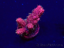 WYSIWYG Acropora Mariculture Acclimaté led