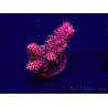 WYSIWYG Acropora millepora 15P3 Mariculture Acclimaté led
