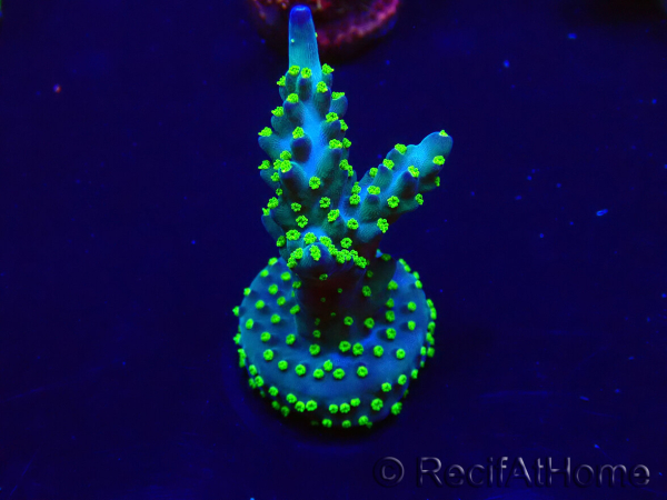 WYSIWYG AcroporaMariculture acclimaté led