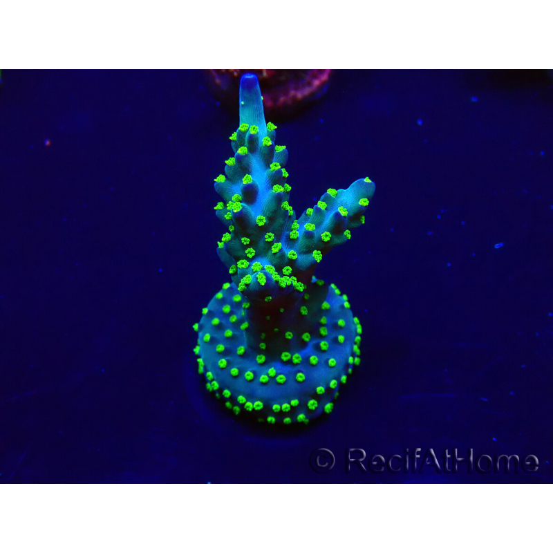 WYSIWYG Acropora 15P4 Mariculture acclimaté led
