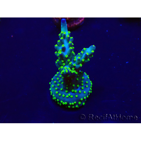 WYSIWYG Acropora 15P4 Mariculture acclimaté led
