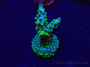 WYSIWYG Acropora Maricultura acclimatata led