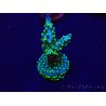 WYSIWYG Acropora 15P4 Mariculture acclimaté led