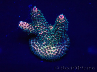 WYSIWYG Acropora Mariculture acclimaté led