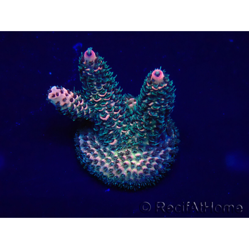 WYSIWYG AcroporaMariculture acclimaté led