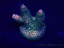 WYSIWYG Acropora Mariculture acclimaté led