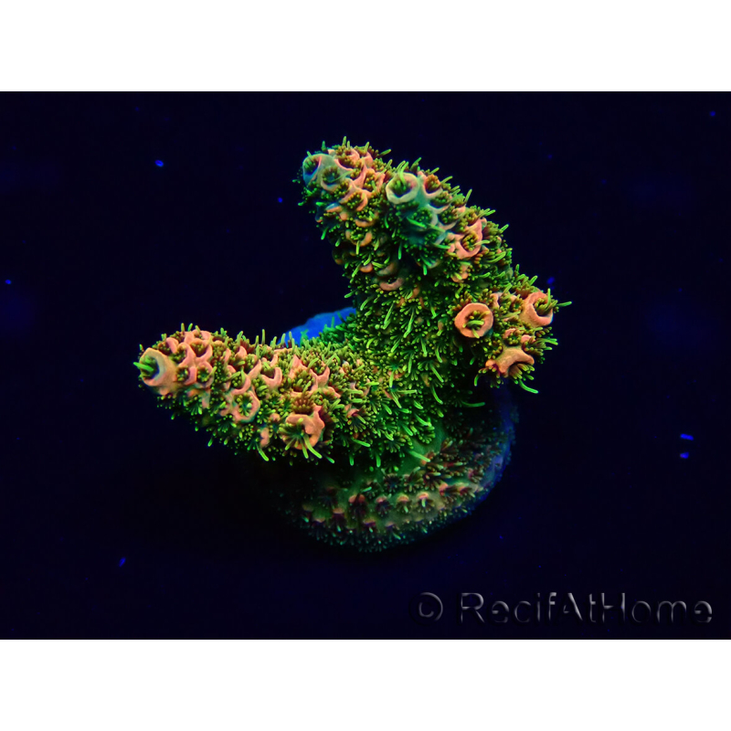 WYSIWYG Acropora Mariculture Acclimaté led