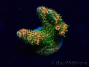 WYSIWYG Acropora Marikultur akklimatisiert LED