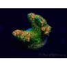 WYSIWYG Acropora Maricoltura Acclimatato led